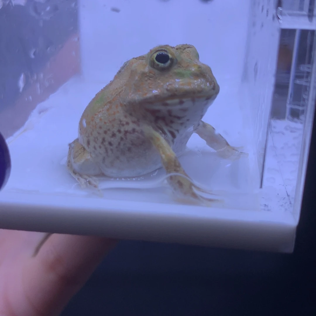 角蛙波子角蛙。