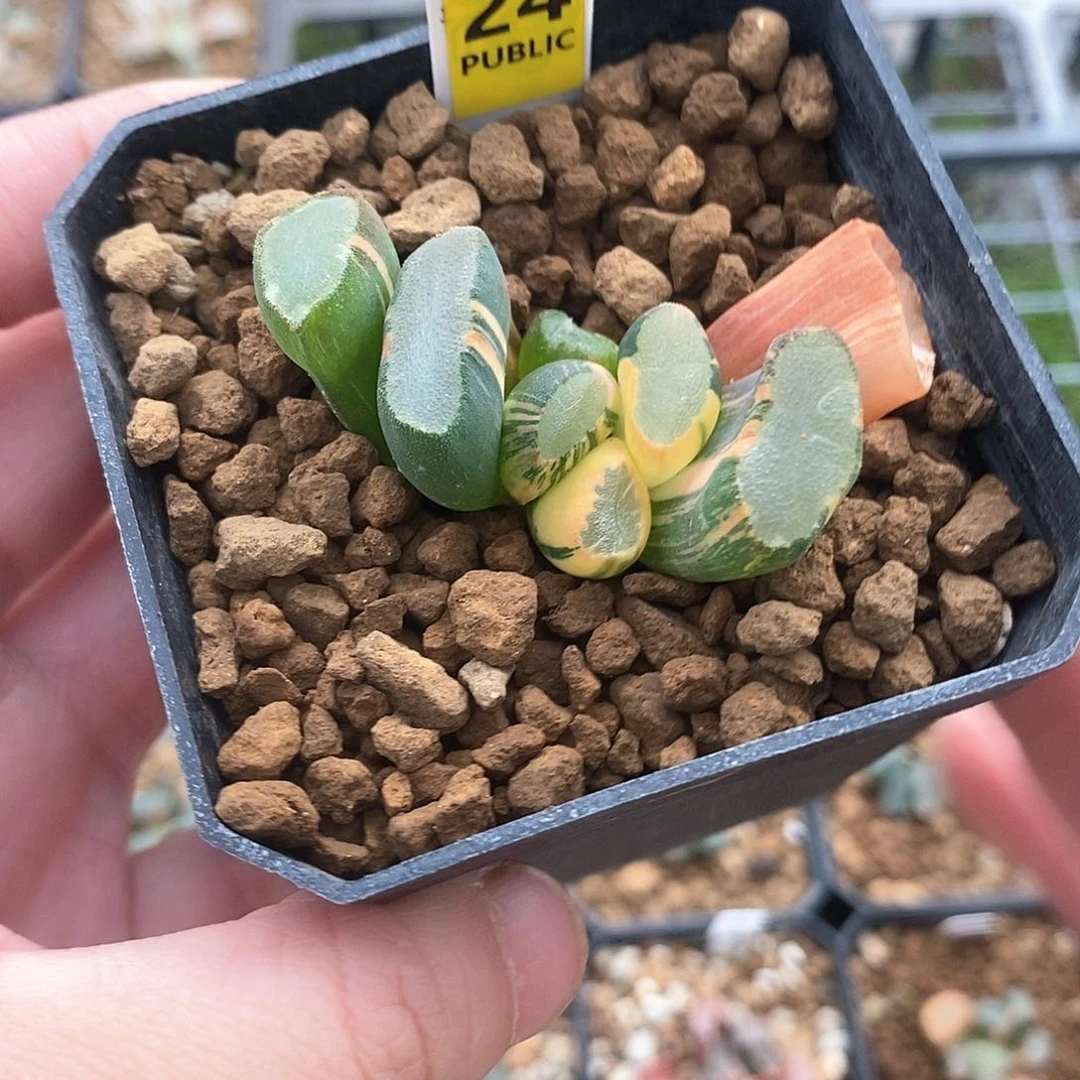 红陶24号透镜万象锦一物一拍