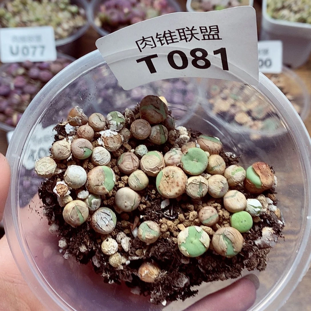 81小红嘴啊啊啦啦啦