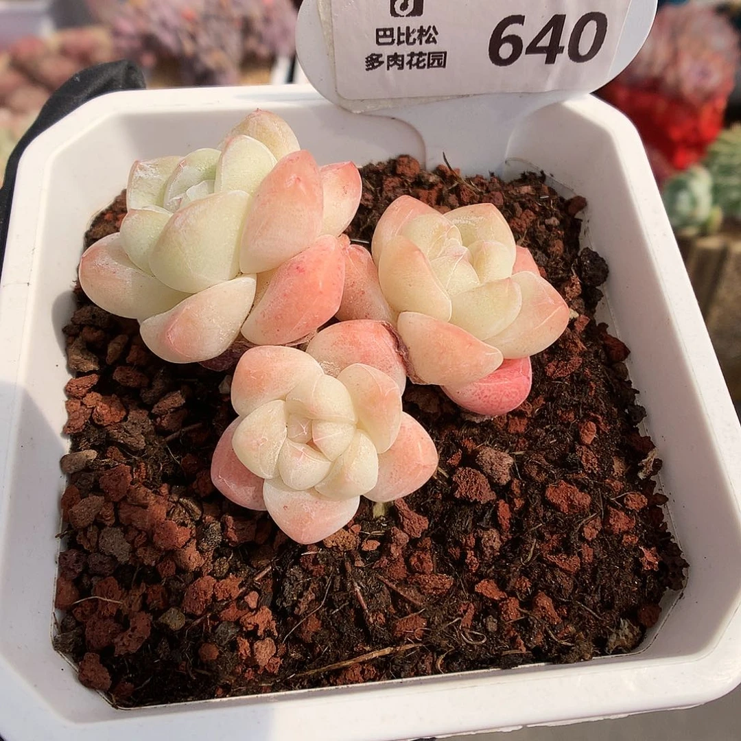 640 奶油冰玉多肉