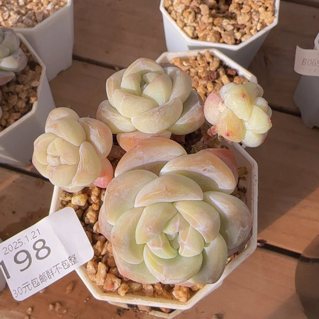 白体冰玉四头带崽老桩