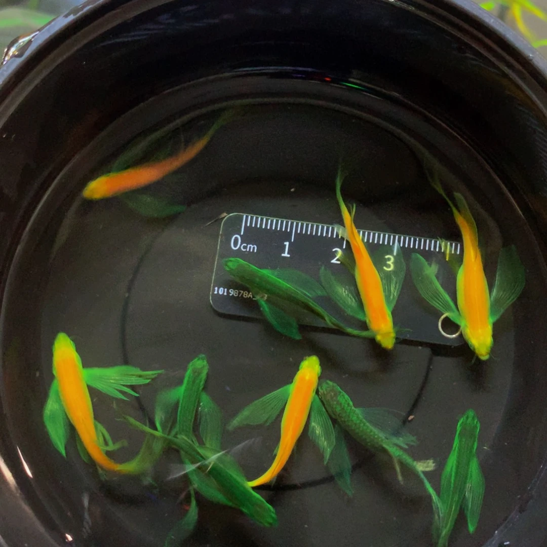 斑马鱼碟翼斑马混搭10条（3-4厘米）