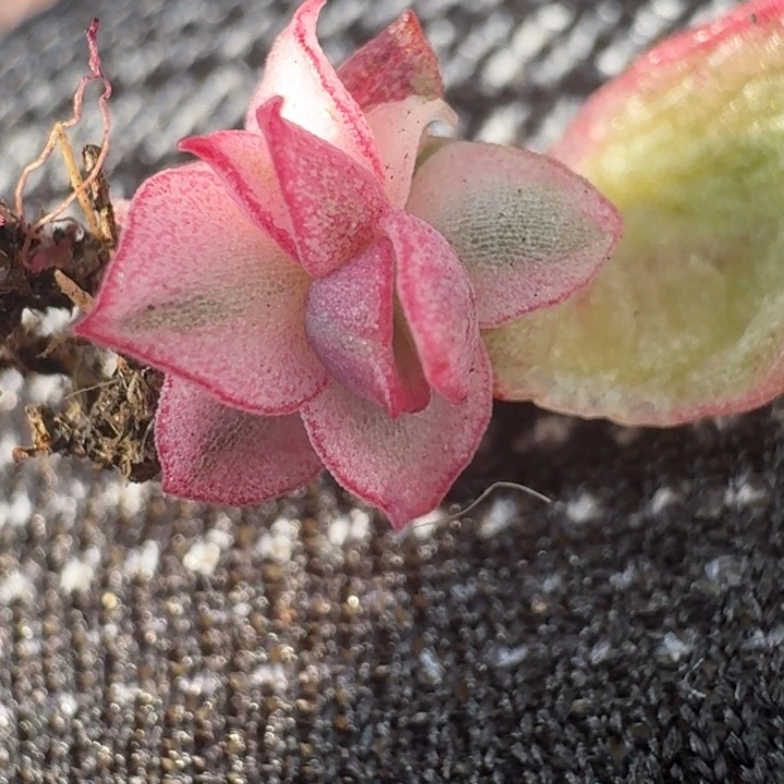 一线天吉赛尔锦一物一拍44