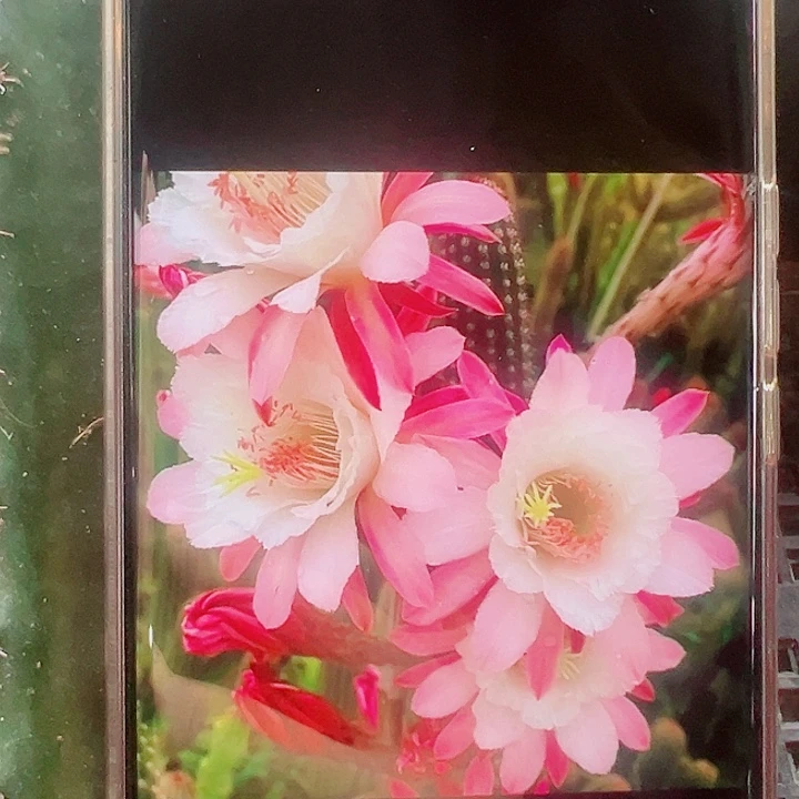 金妞卡布奇诺侧芽拍一发三