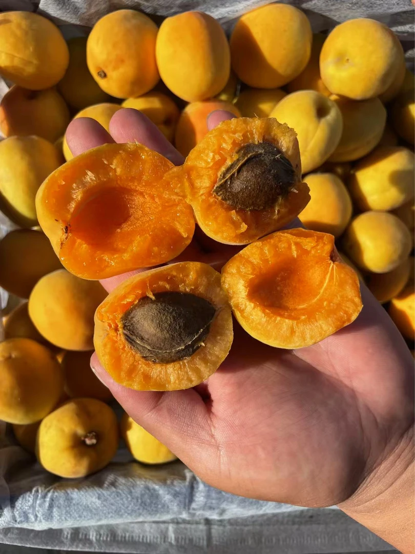 盖县应季丹麦大黄杏皮薄肉厚杏味浓软糯香甜顺丰包邮