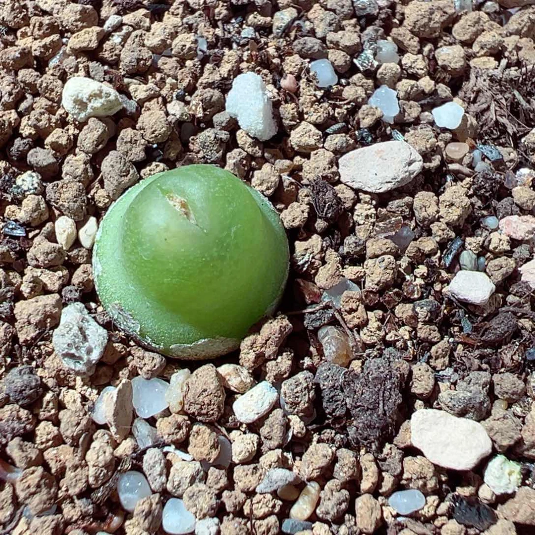 1218-747多肉多肉葫芦