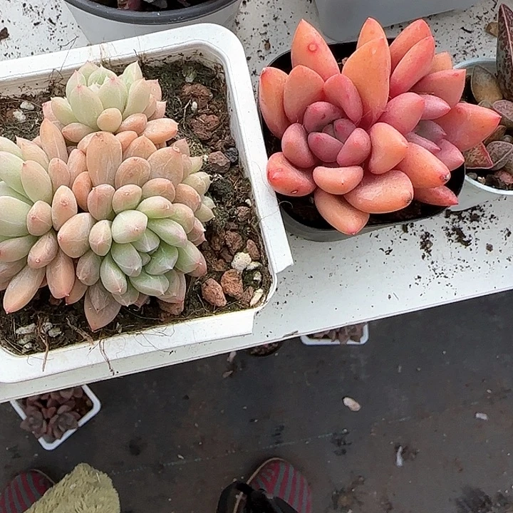 青蛙王子儿童牙膏111