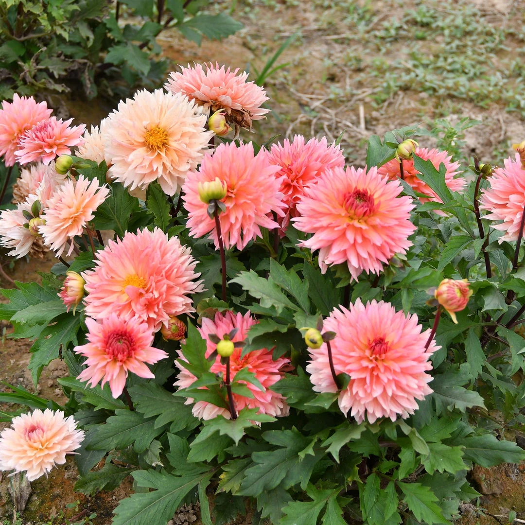 【瑞贝卡的世界13cm】大丽花整株种球【地栽·盆栽·包对版·假一罚十】