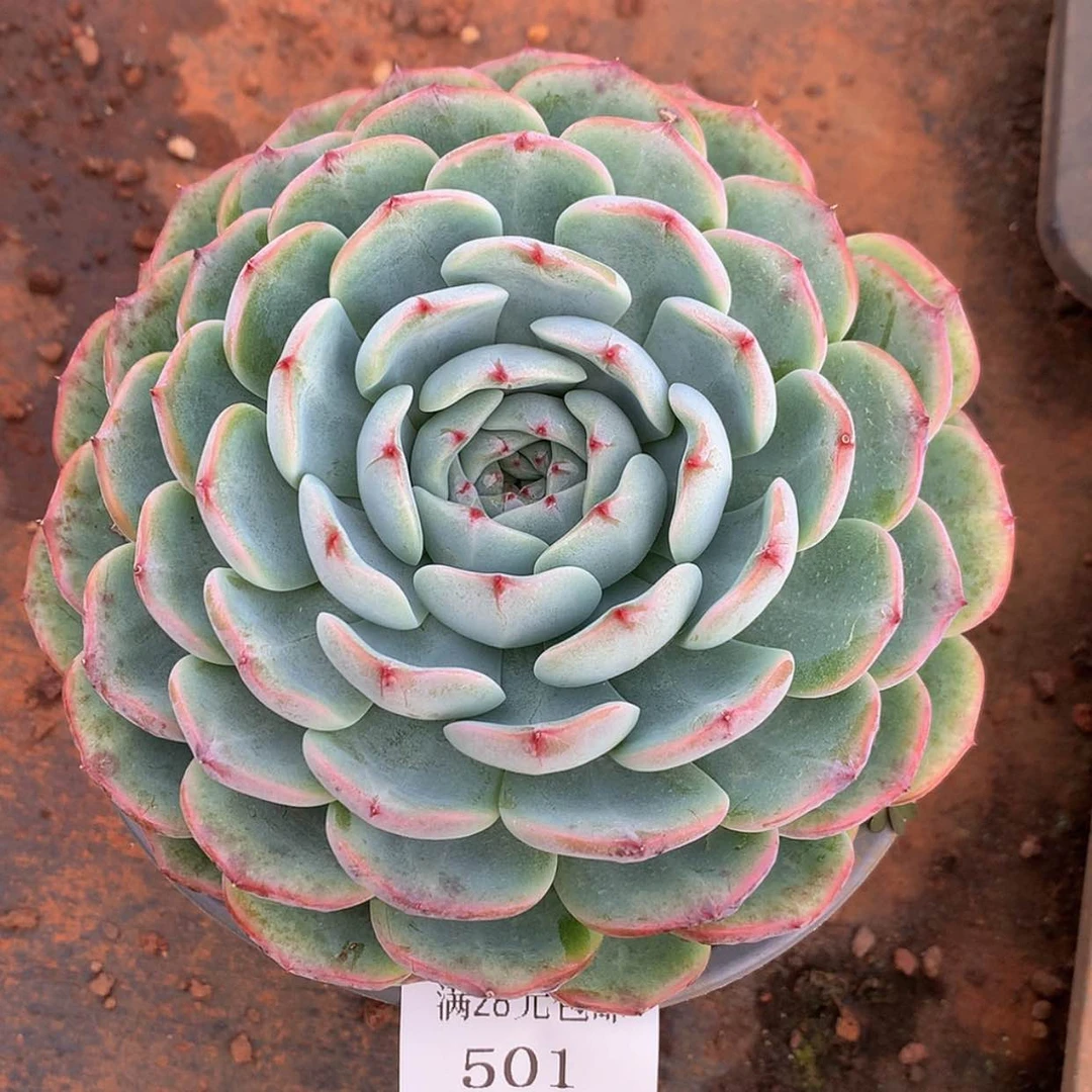 【闪购商品】云501号