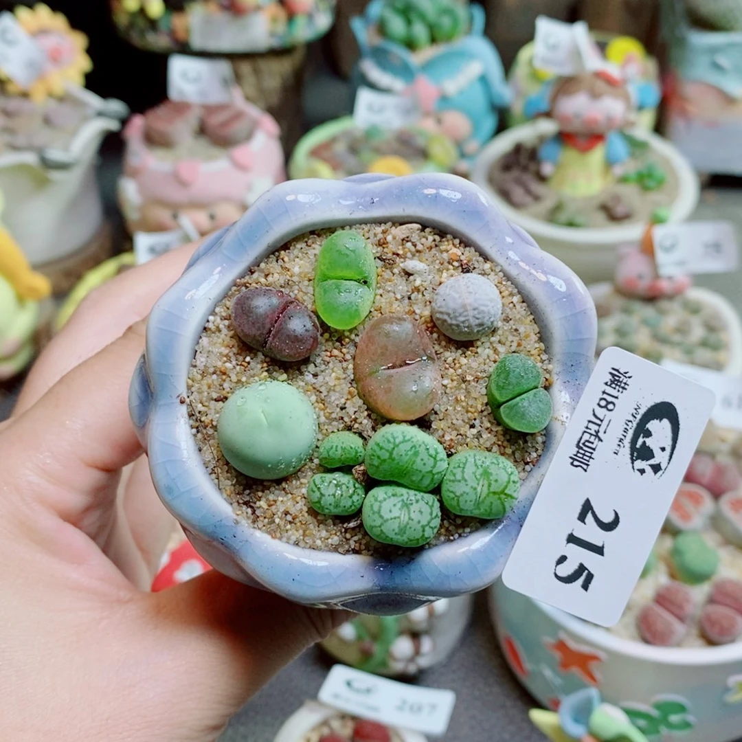 生石花花花花花花215