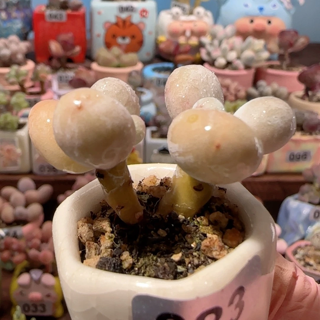 双头小蛋黄奶 盆口2.5cm