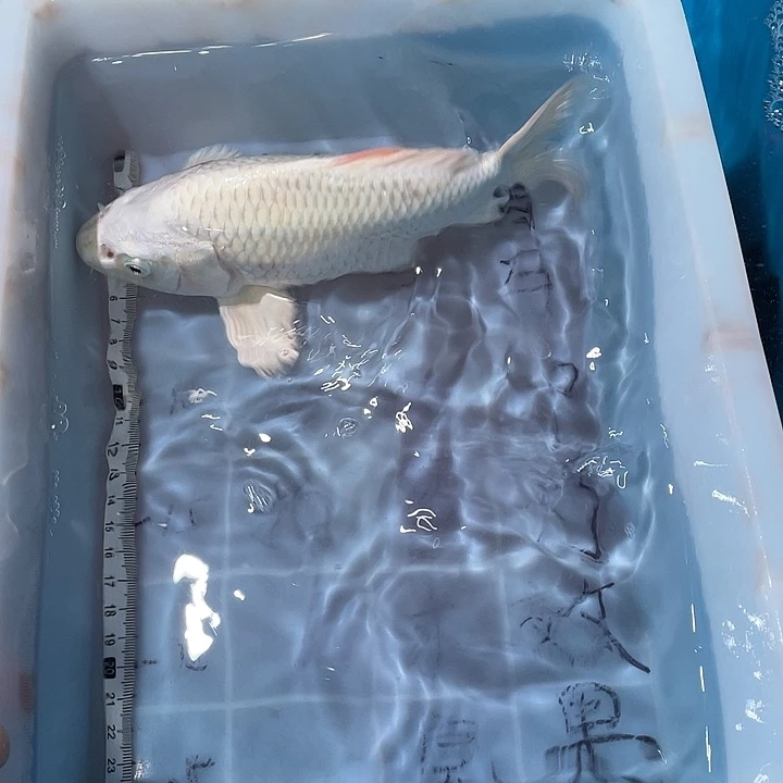 蝴蝶鲤鱼渔场直发41