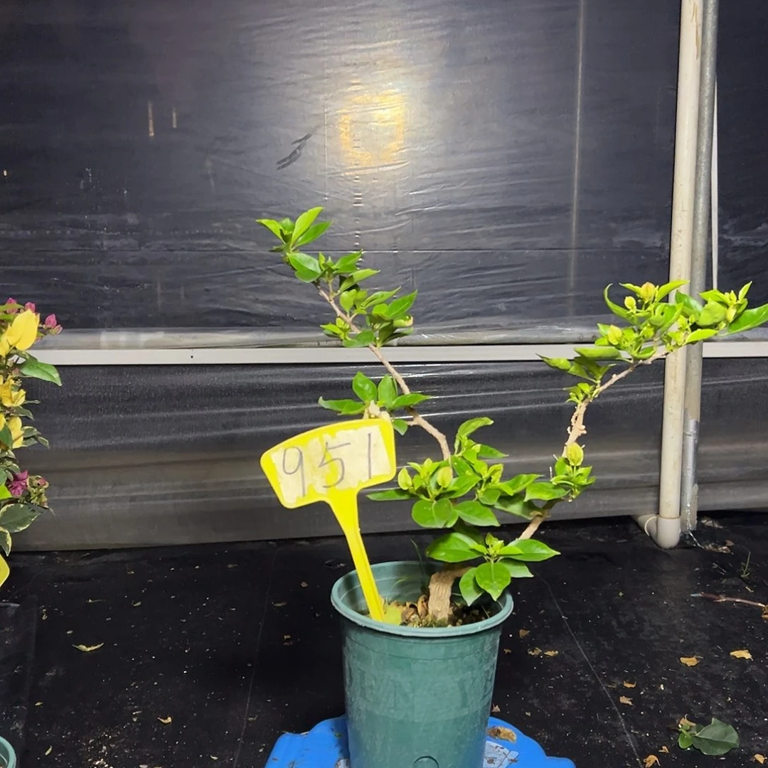 完全开放金夫人 原生小树头951