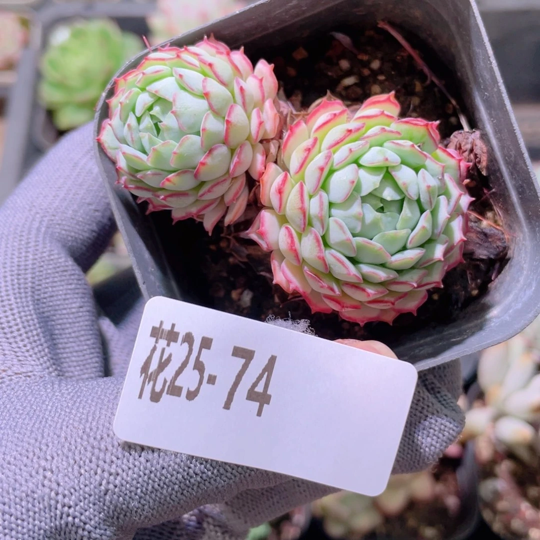 花利美25-74小红船