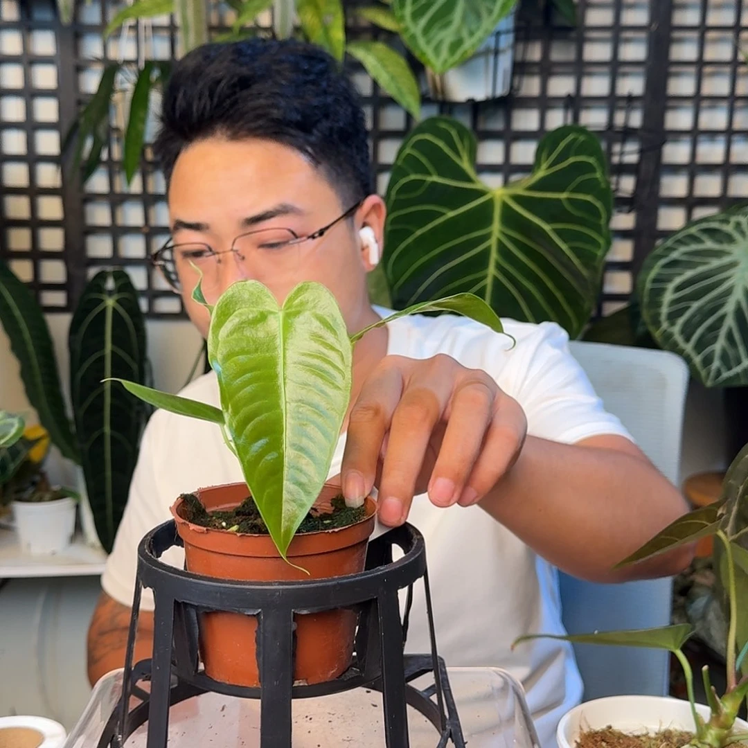 无花朵C***e一物一拍F138