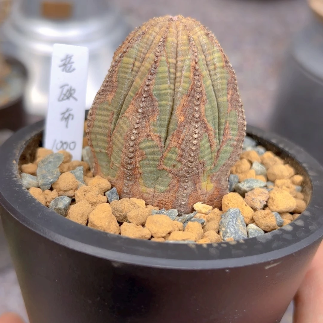 欧系布纹G g g g g g g g