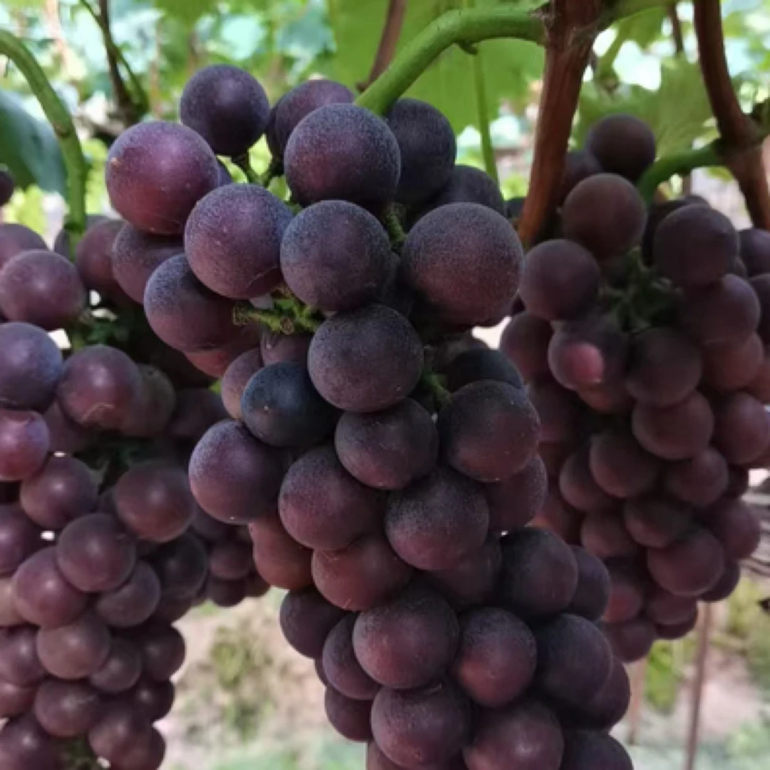 巨峰沪太8号上市了，果肉饱满，水润多汁45.8一箱，连箱约5斤安徽省