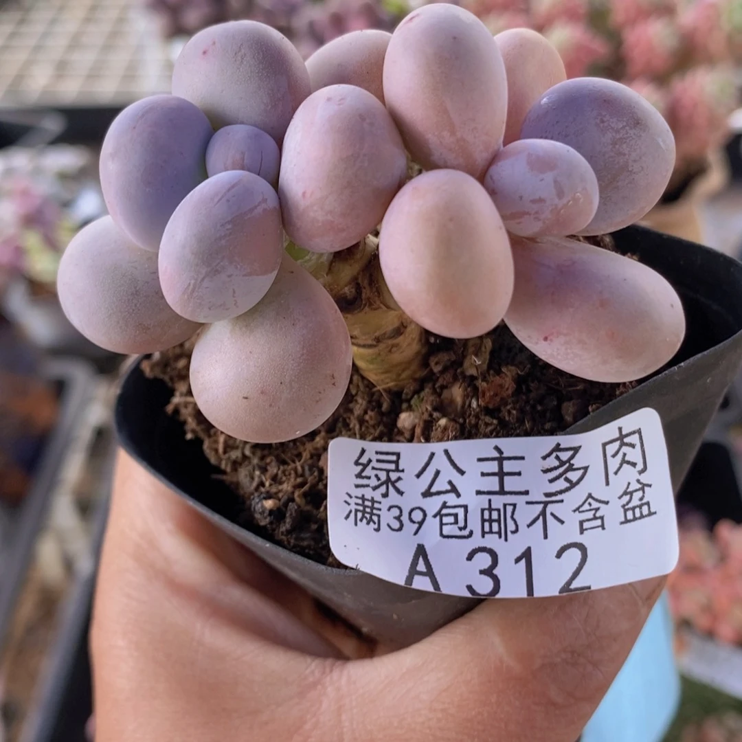 水光针奶酪6cm312多肉植物