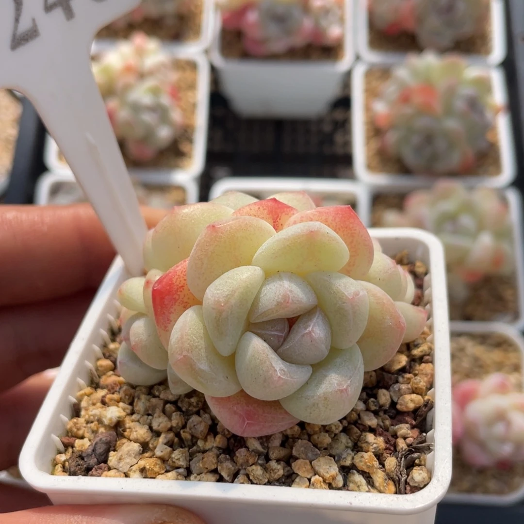 246冰玉不带盆6厘米