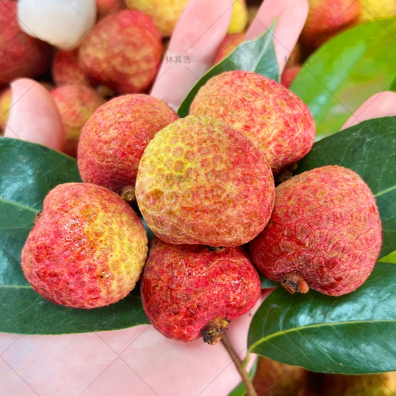 【顺丰】海南桂花香荔枝1/3/5斤 头茬鲜果 新鲜采摘不泡水不催熟 应季水果整箱包邮海南省