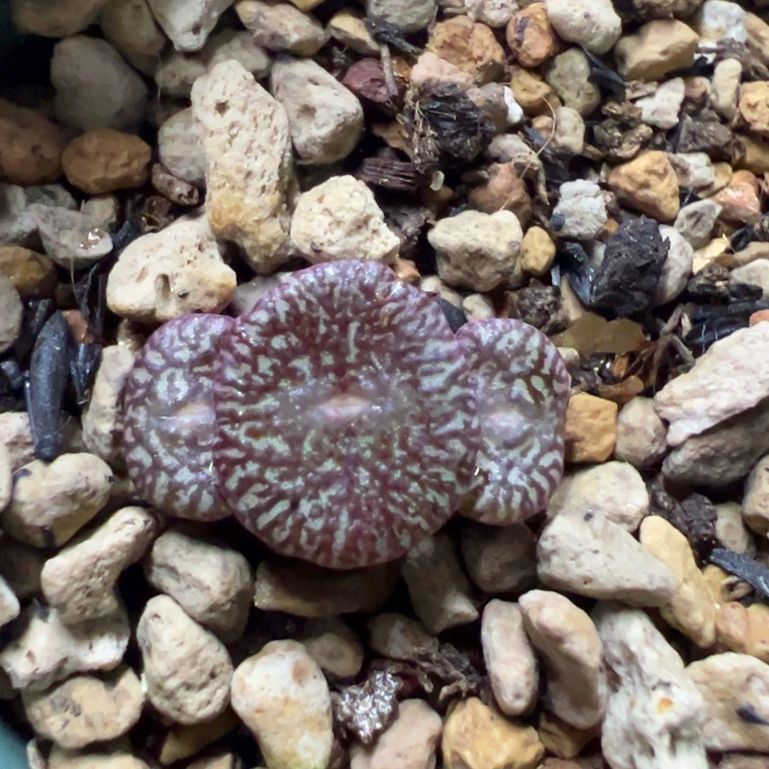 白***水多肉多肉植物植物