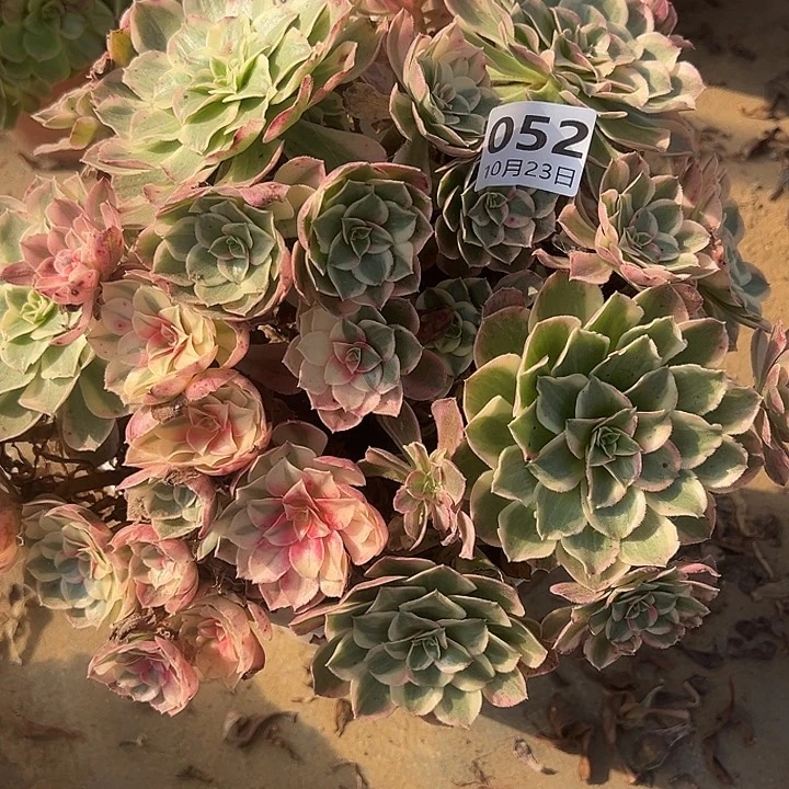 10.23-52玉芙蓉多肉植物1