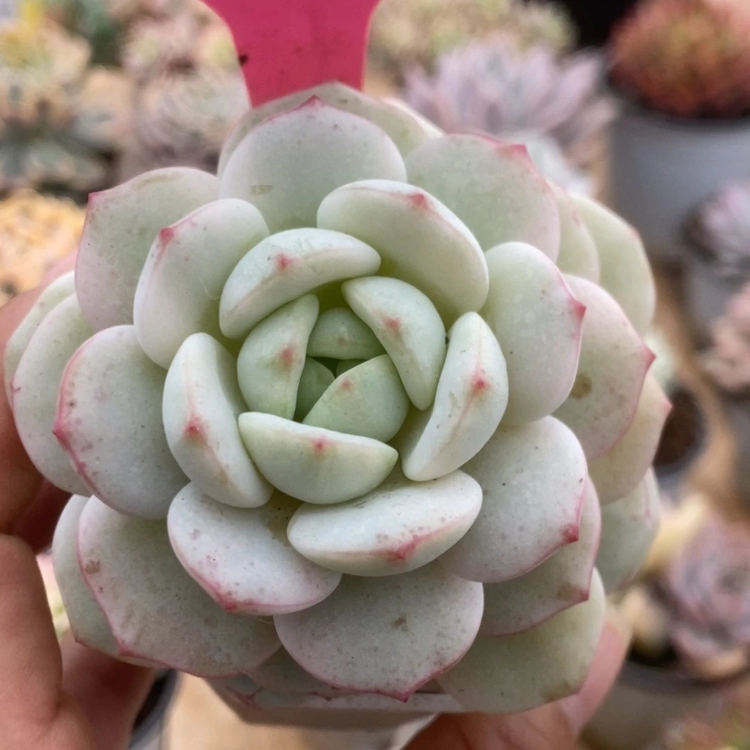 137香草锦锦锦锦锦锦锦