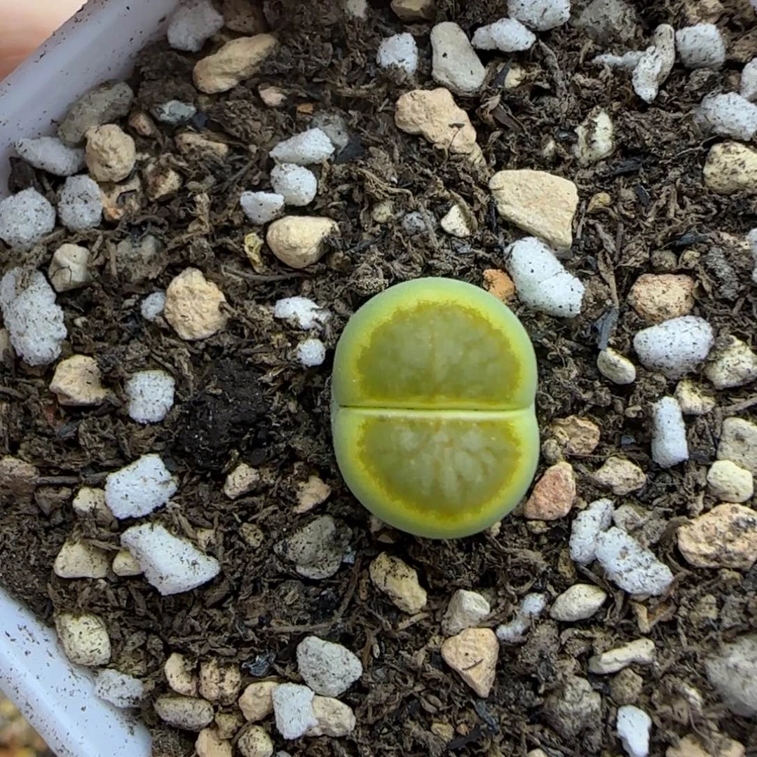绿菊福利生石花大棚直播