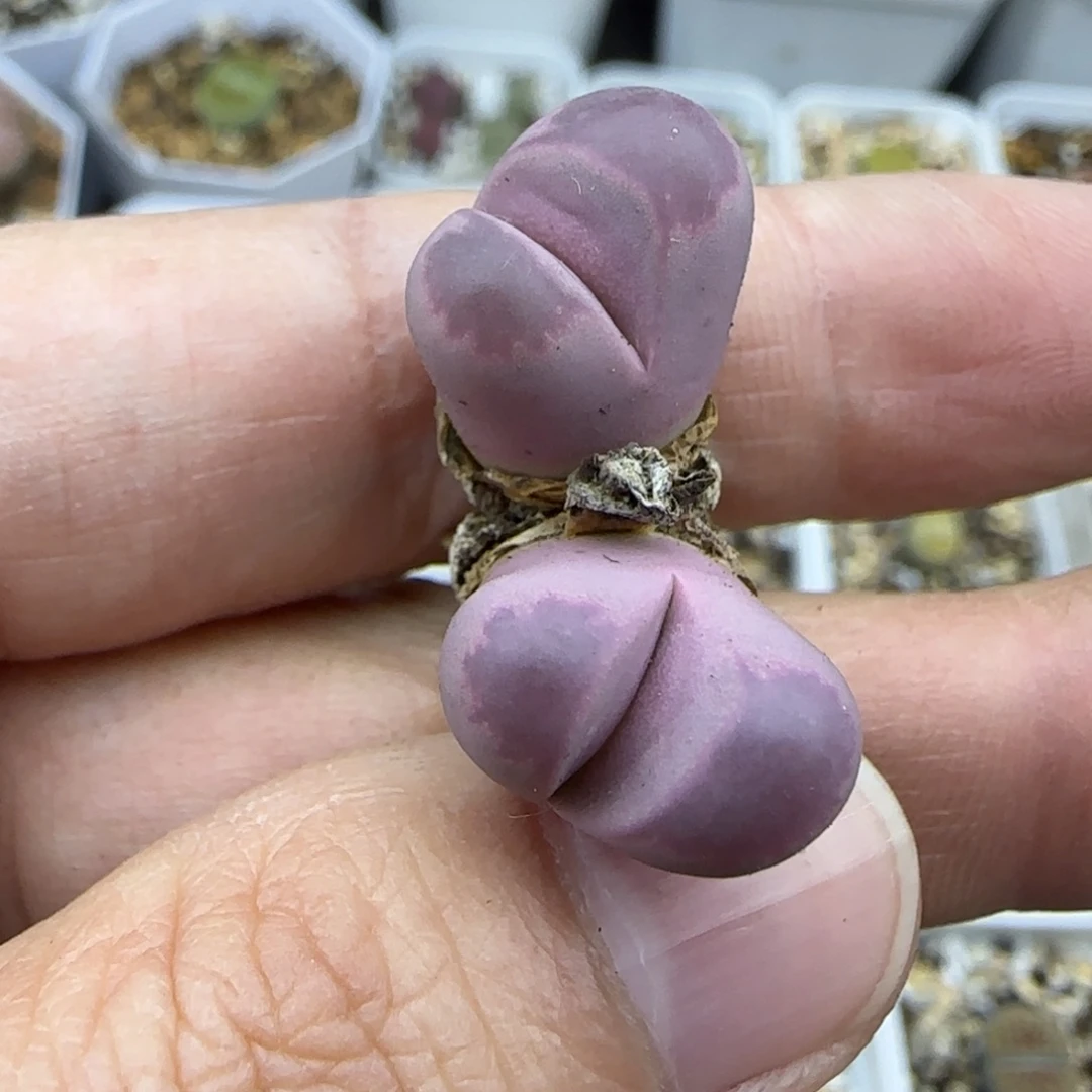 317大内清框福利30包邮