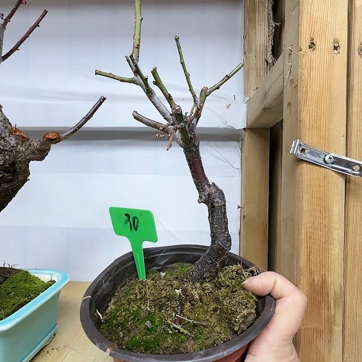 红陶大*xv b n m m m