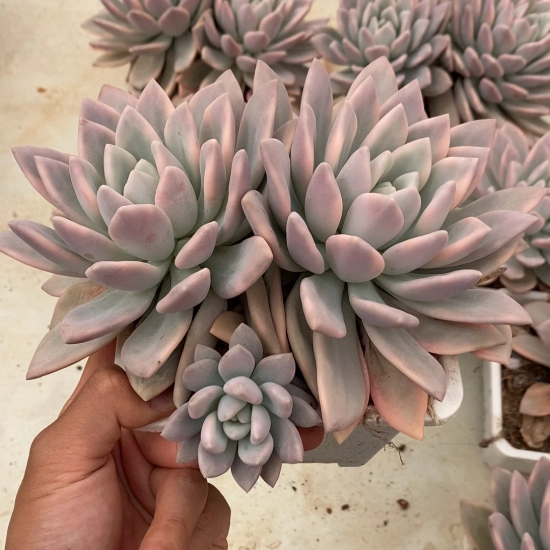 奥普琳娜多肉植物8768