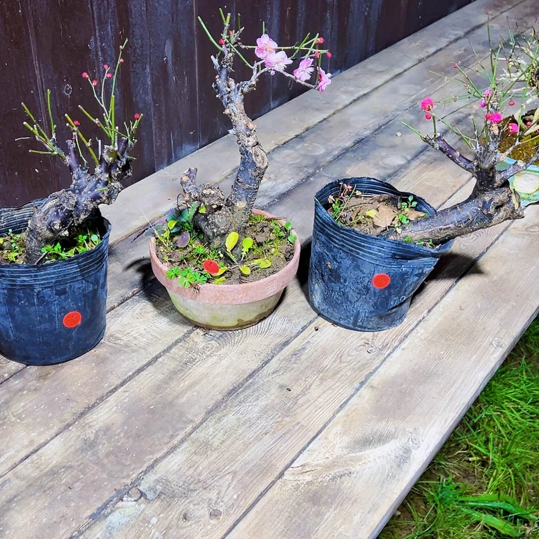 @*奎小盆景小精品