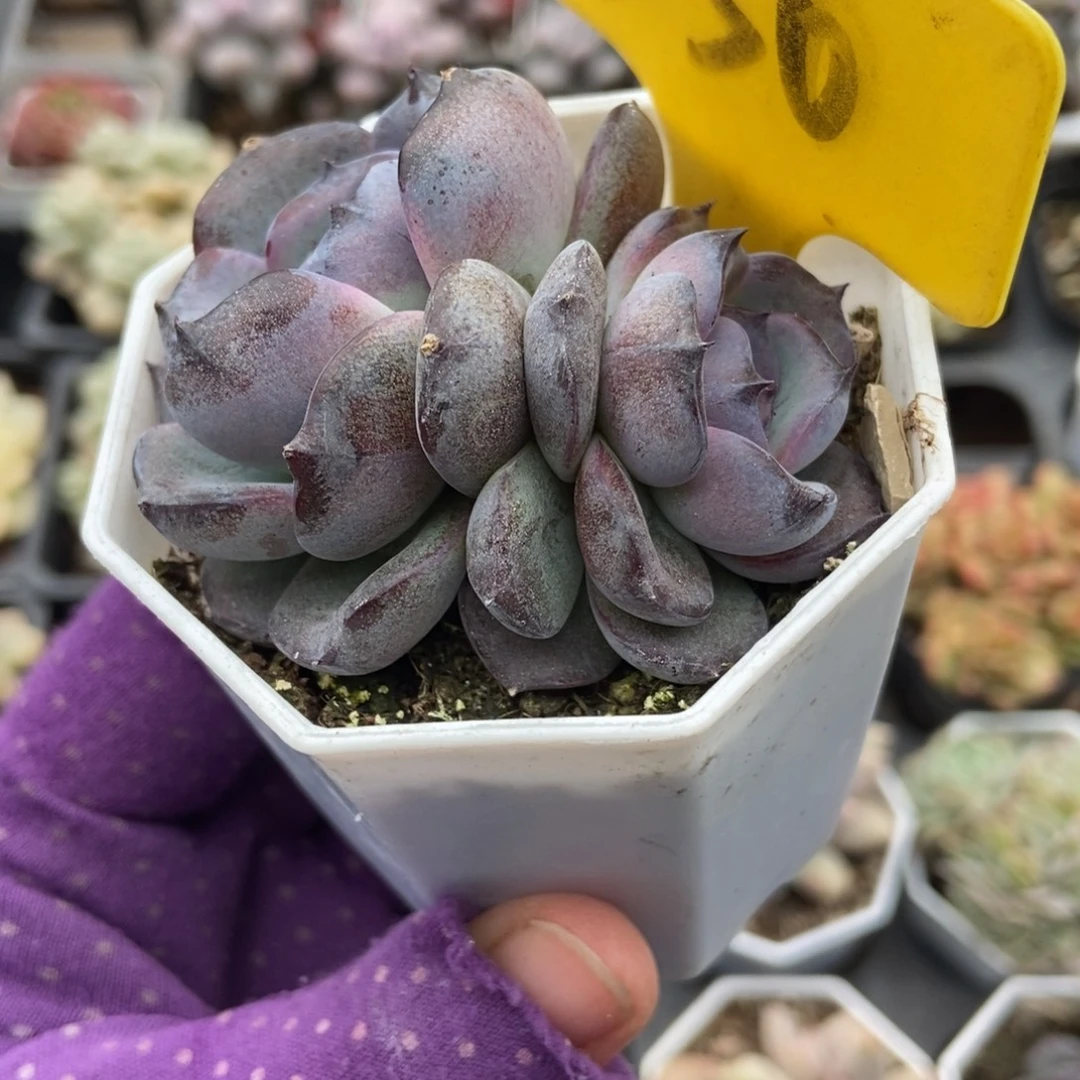 550黑橙多肉植物多肉