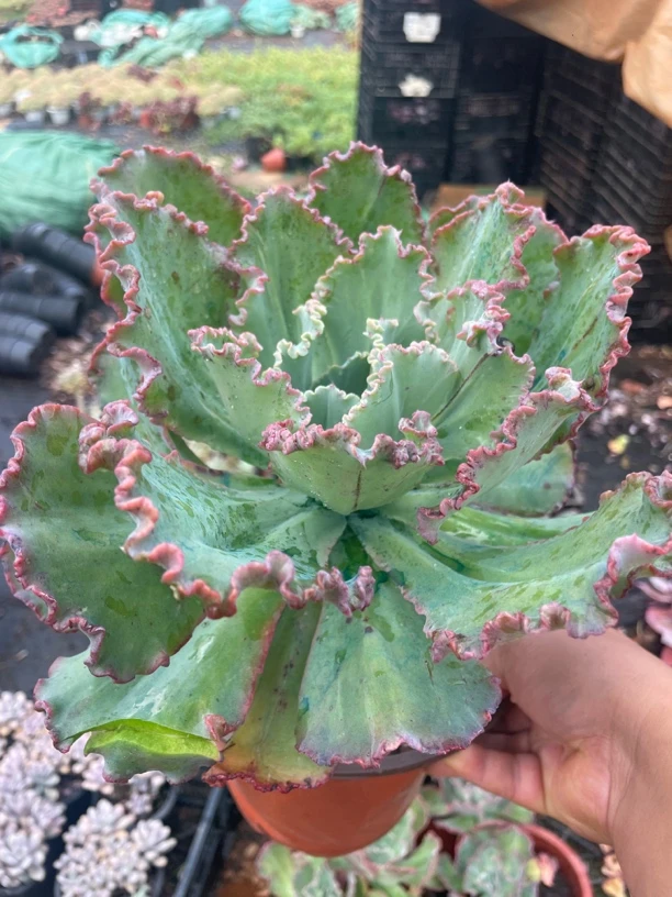 单头舞会红裙 金金精品多肉植物