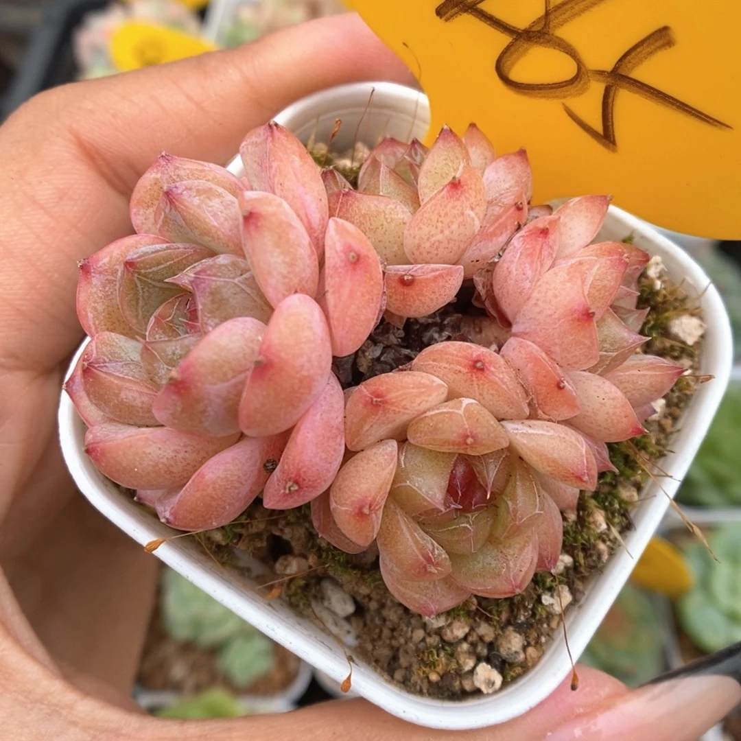 玉珠群生可拍465号。