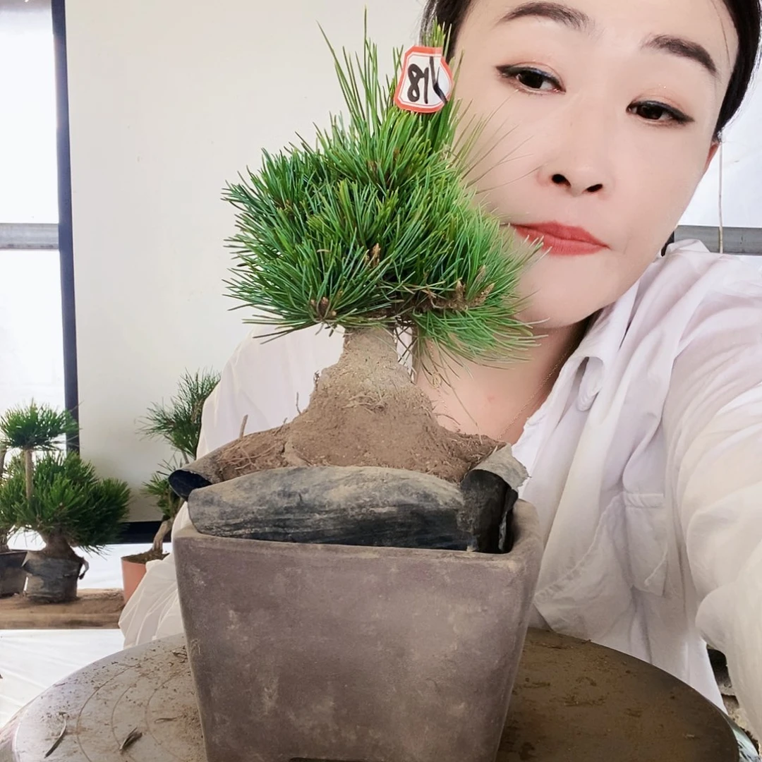 无花朵植物形态多年生草本