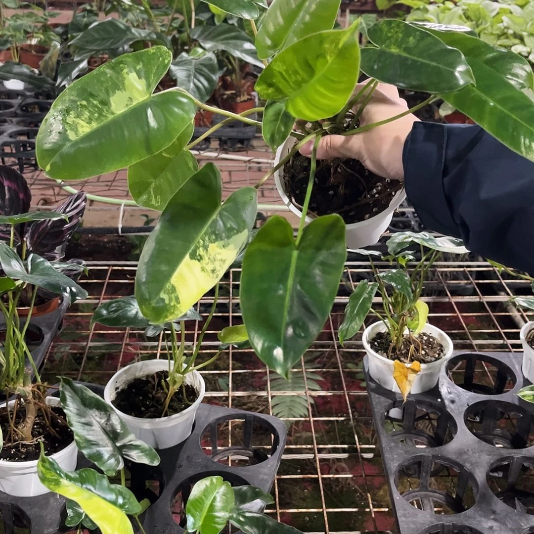 完全开放714伯乐锦