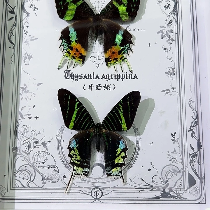 白***日月同辉，春秋不老