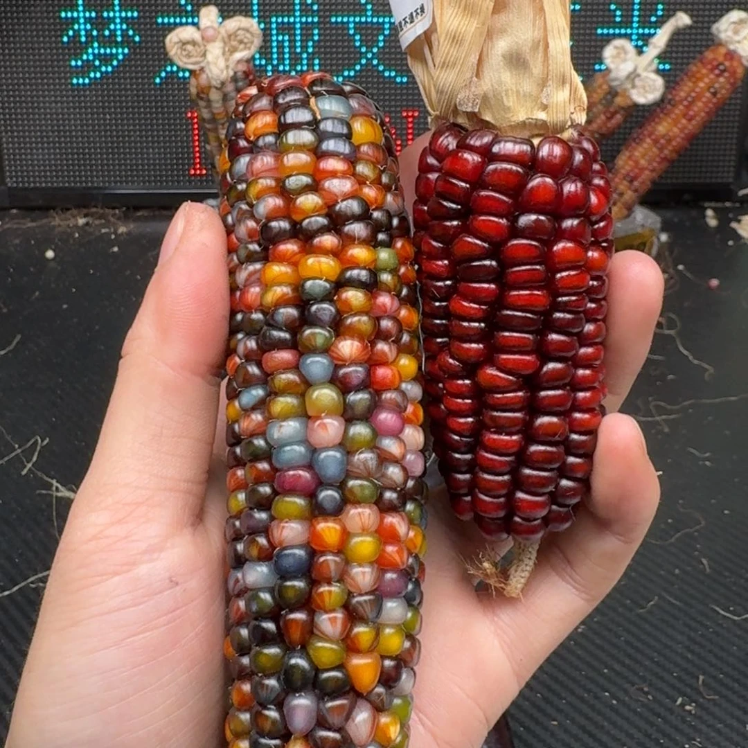 柏香籽/百香籽吊坠心***凉