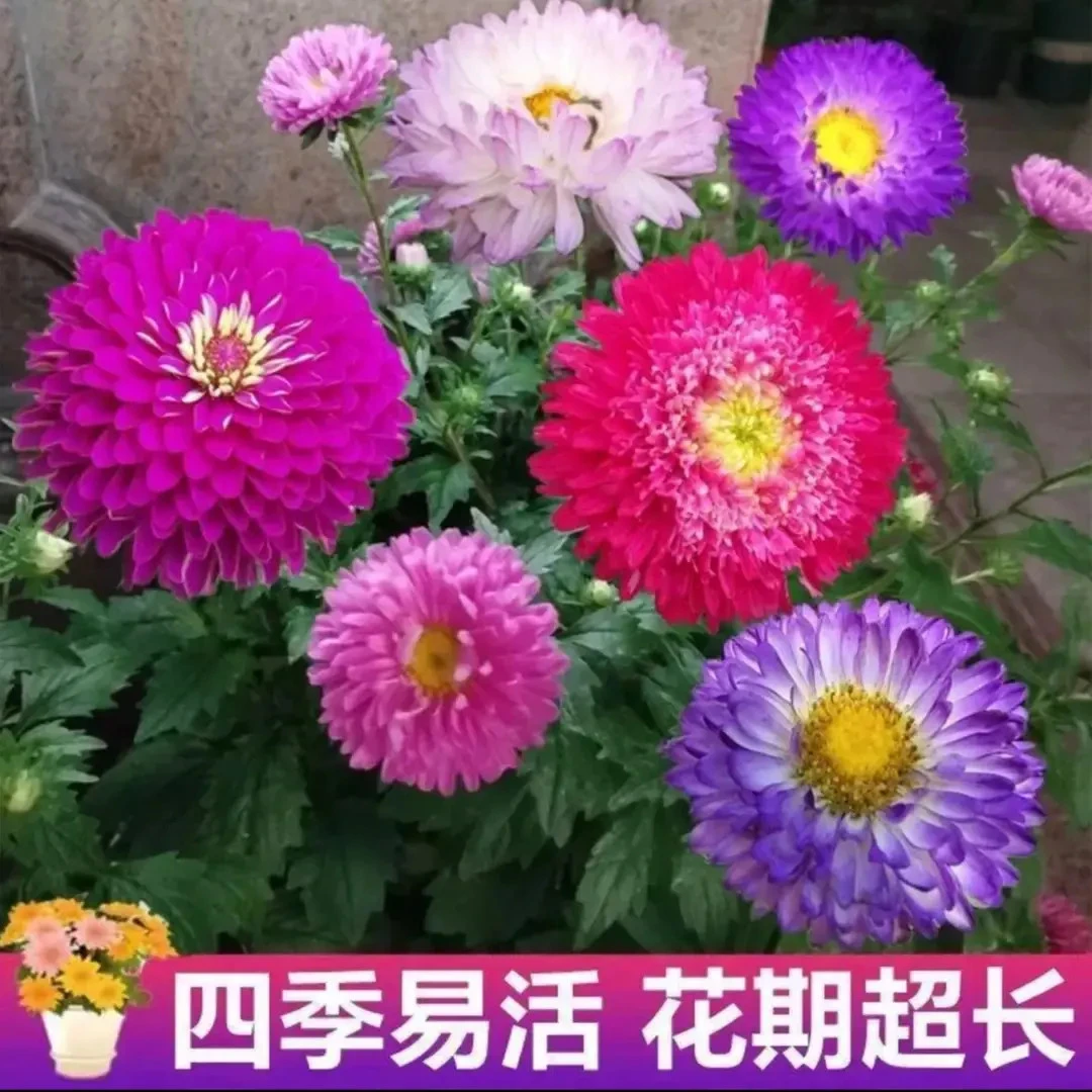混色糖果菊种子室内外盆栽地栽四季种植花海打造