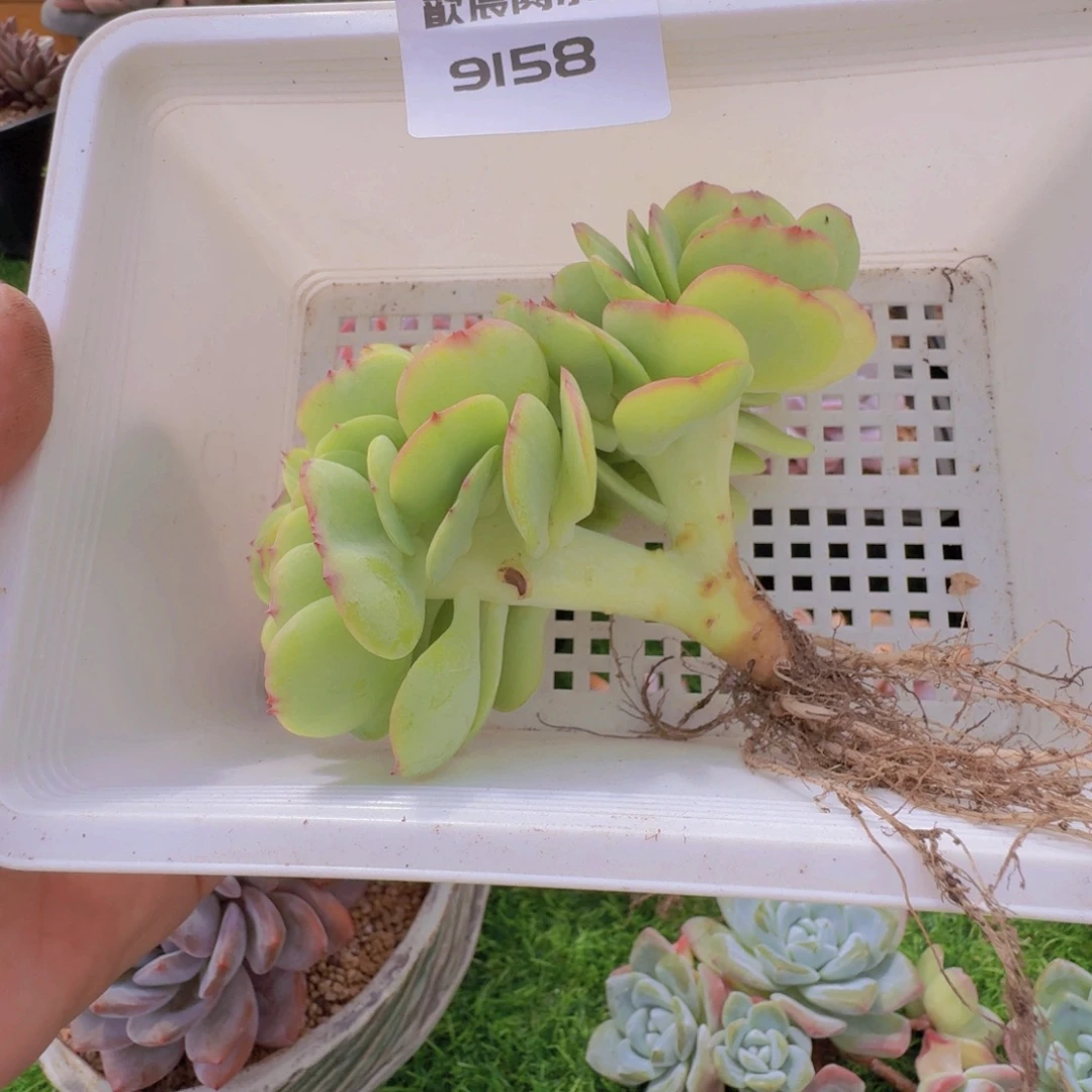 淡***风多肉植物碧桃缀9158