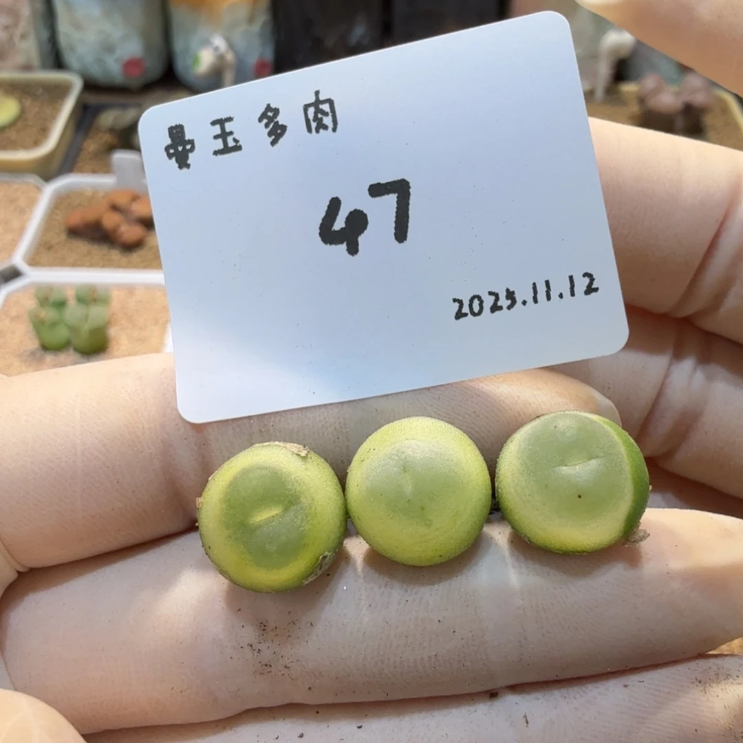 多肉多肉多肉11.12-047