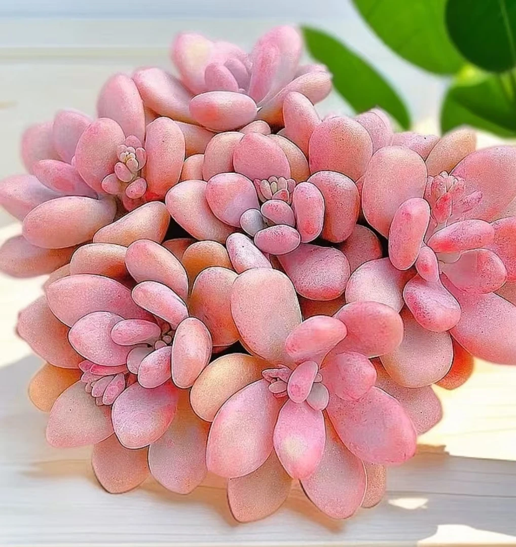 Y桃蛋（拍一发二）【元旦迎新年宵纳福】年宵花多肉植物带盆土