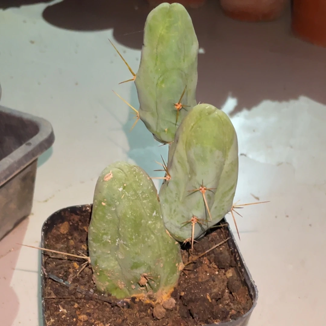 全部花朵自根程程株 仙人球