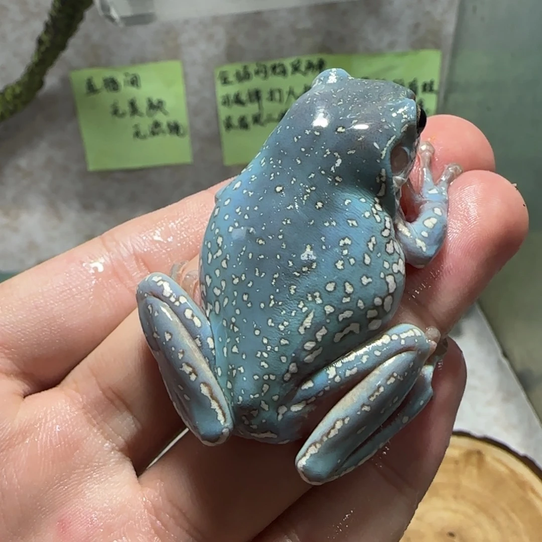 老爷树蛙3 顶级特蓝暴雪福利价