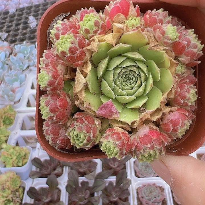 爱德华19包邮多肉植物