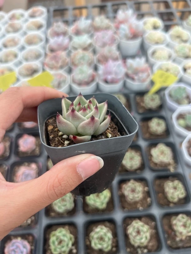 满9.9米包邮蓝龙多肉植物唐印多肉