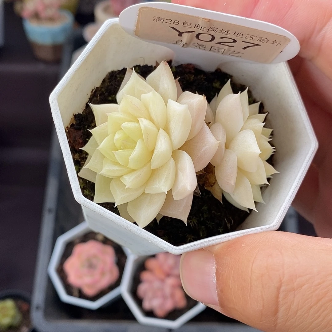 0027 白天鹅 5cm