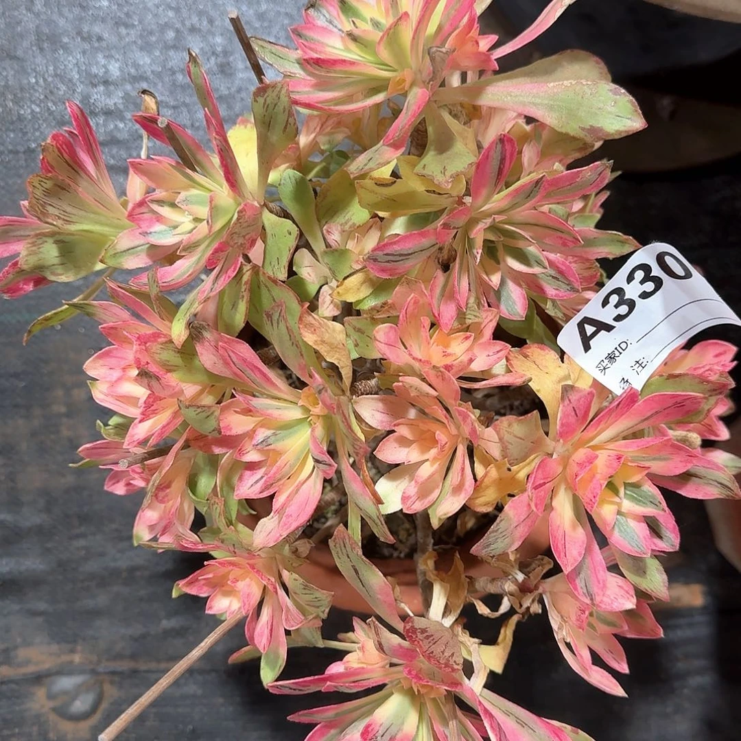 荷花多肉法师aaa330