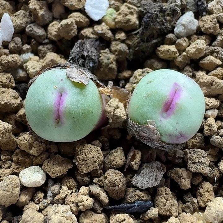 老马生石花p嘴2820